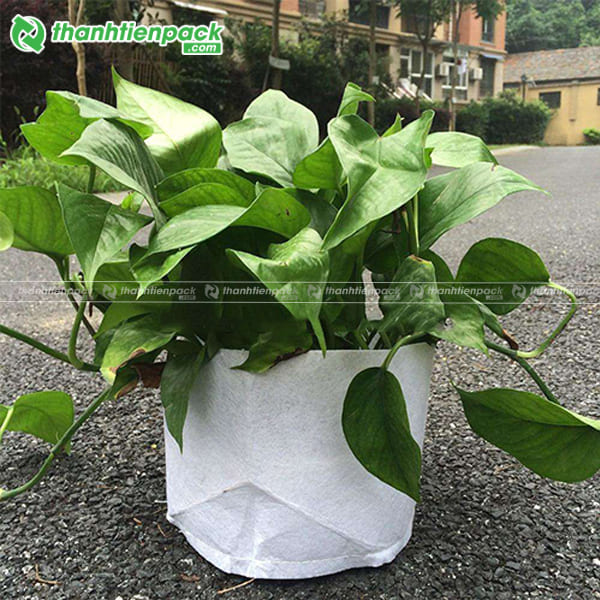 Túi vải trồng cây